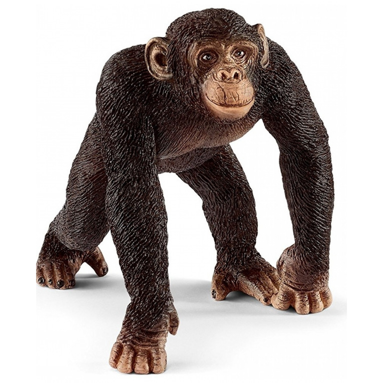 Chimpanzé Male