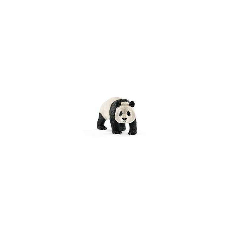 Panda Geant, Mâle