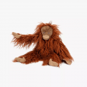 Petit orang-outan -Tout autour du monde