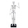 Squelette 45 cm Buki
