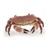 PAPO - 56047 - Crabe